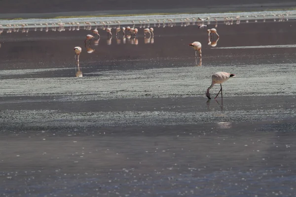 Flamencos in Eduardo Alveroa, Uyuni Bolívie — Stock fotografie