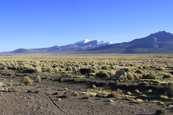 Parque Nacional Sajama — Foto de Stock