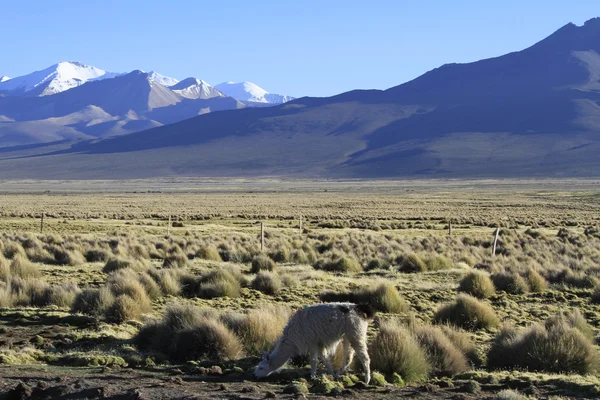 Parque Nacional Sajama — Stockfoto