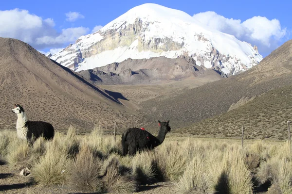 Parque Nacional Sajama — Stock fotografie