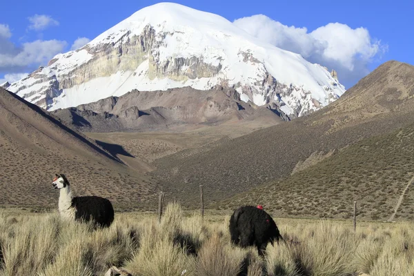 Parque Nacional Sajama — Stock fotografie