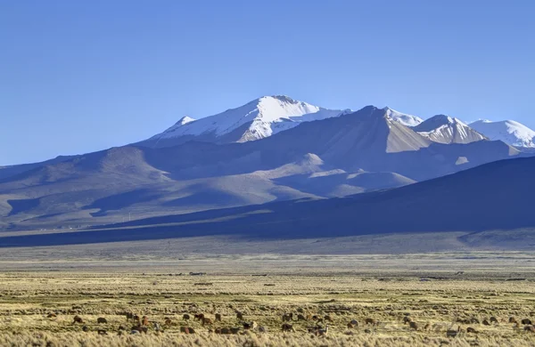 Parque Nacional Sajama — Stockfoto