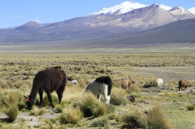 Parque Nacional Sajama