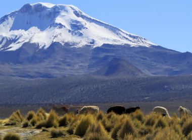 Parque Nacional Sajama