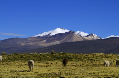Parque Nacional Sajama