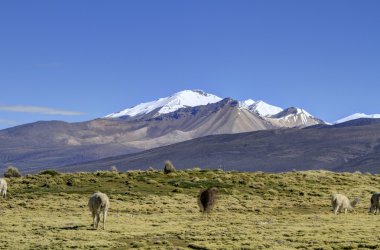 Parque Nacional Sajama