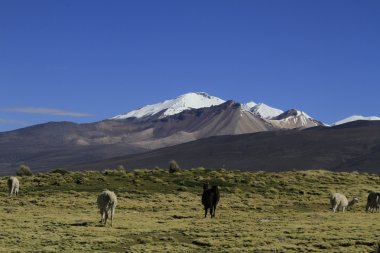 Parque Nacional Sajama