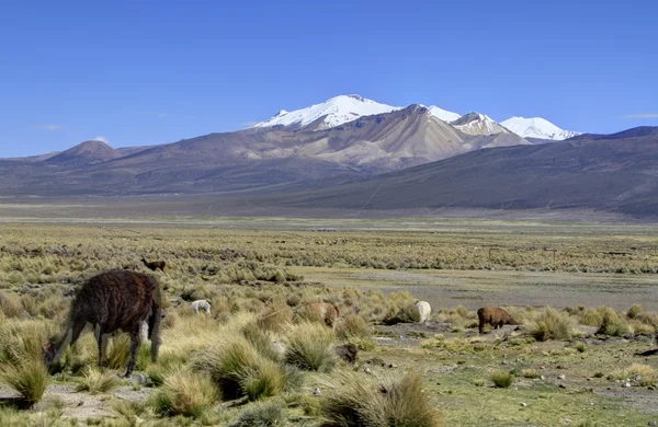 Parque Nacional Sajama — Zdjęcie stockowe