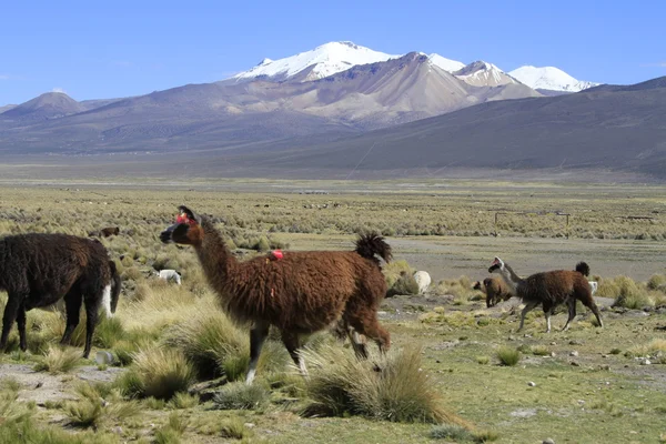 Parque Nacional Sajama — Zdjęcie stockowe