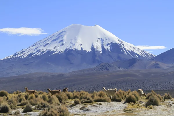 Parque Nacional Sajama — Zdjęcie stockowe