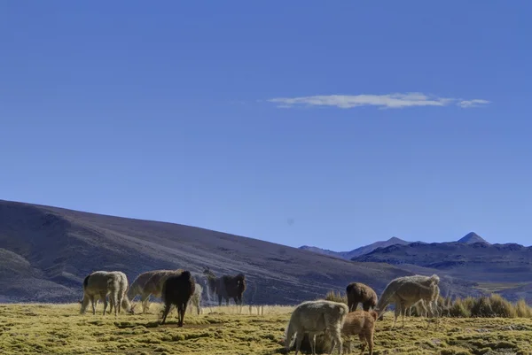 Parque Nacional Sajama — Φωτογραφία Αρχείου