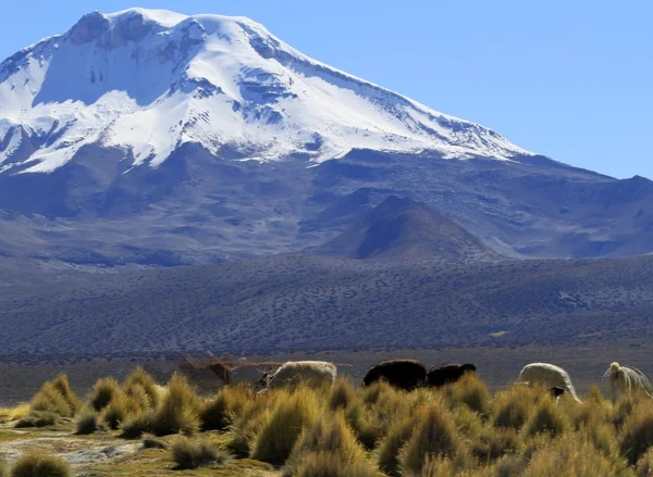 Parque Nacional Sajama — Zdjęcie stockowe