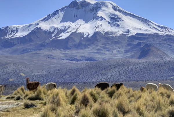 Parque Nacional Sajama — Stockfoto