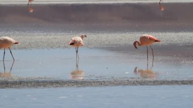 salar de uyuni flamencos