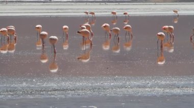 salar de uyuni flamencos