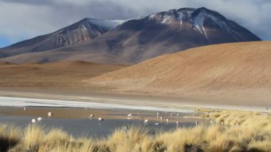 salar de uyuni flamingolar