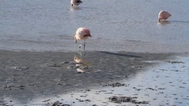 salar de uyuni flamingolar