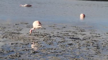 salar de uyuni flamencos