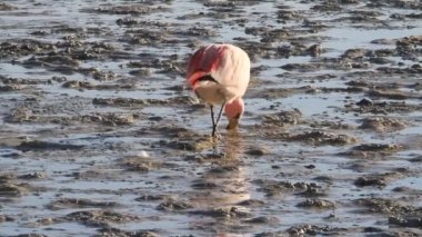 salar de uyuni flamingolar