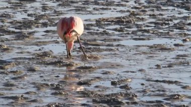 salar de uyuni flamingolar