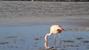 salar de uyuni flamingolar