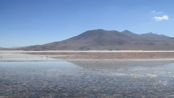 Flamencos de Salar De Uyuni — Video