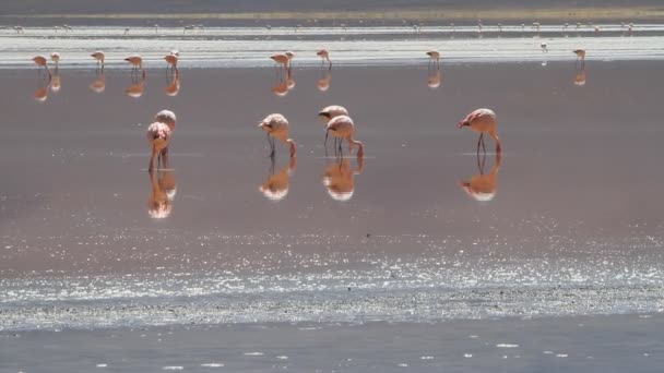 Flamencos de Salar De Uyuni — Vídeo de Stock