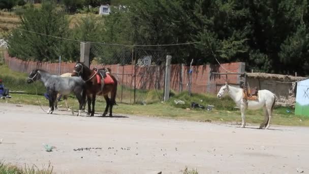Лошади, привязанные к полюсу — стоковое видео