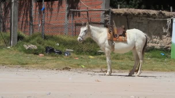 Caballos — Vídeos de Stock