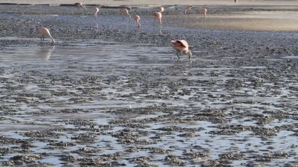 乌尤尼盐湖 salar de flamencos — 图库视频影像