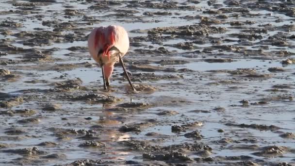 Фламинго Салар-де-Уюни — стоковое видео
