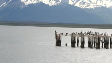 Patagonya fiyortları kuşlar