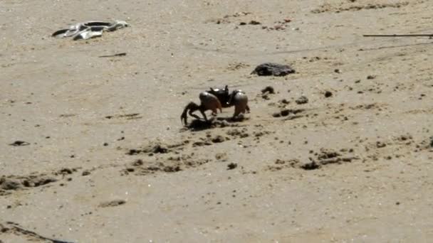 Crabes de l'Uruguay — Video