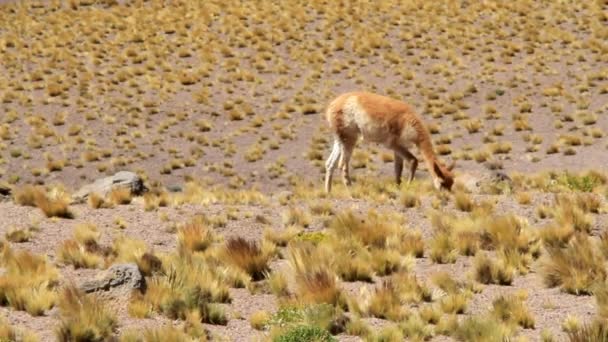 Vicuna merumput — Stok Video