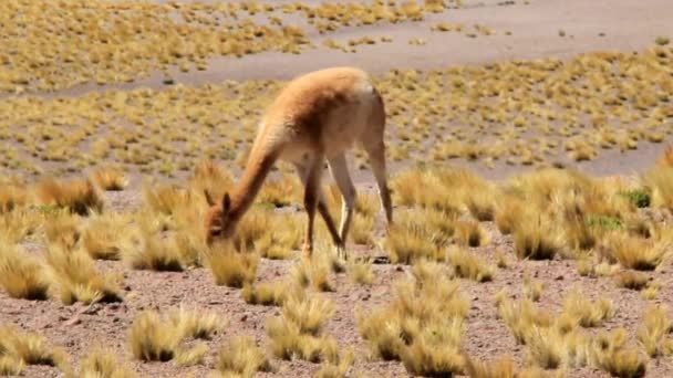 Vicuna pastando — Vídeo de stock