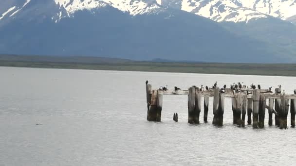 Madarak, a patagóniai fjordok — Stock videók