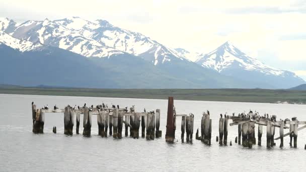 Vögel an patagonischen Fjorden — Stockvideo