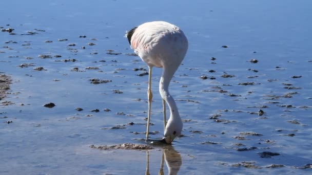 阿塔卡马 salar de flamencos — 图库视频影像