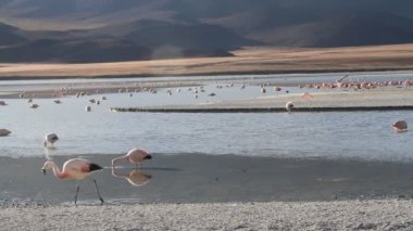 salar de atacama flamencos