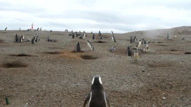 Petagonya penguenler