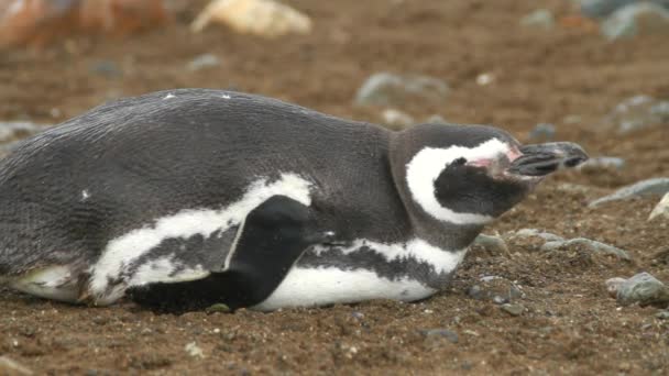 Pingviner i Patagonien — Stockvideo