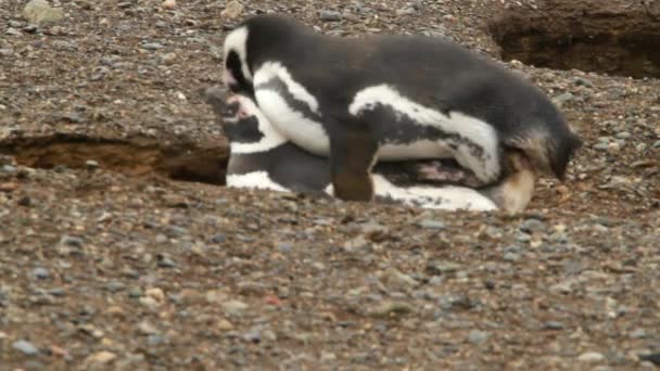 Pingviner i Patagonien — Stockvideo