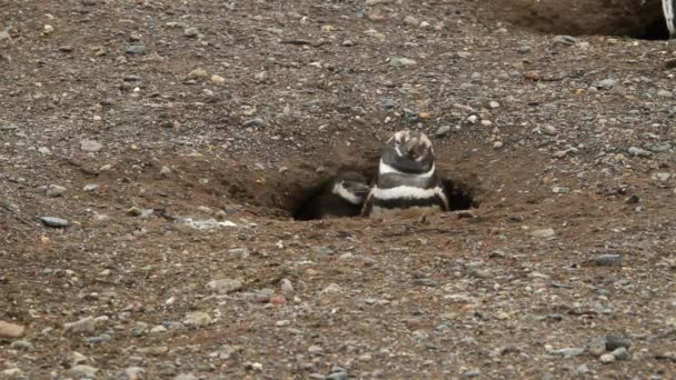 Penguins in patagonia — Stock Video