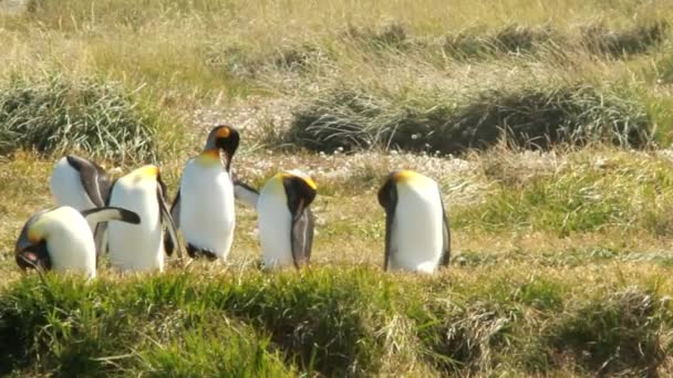 Pingvinek-Patagonia — Stock videók