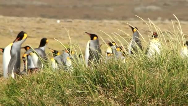 Pingviner i Patagonien — Stockvideo