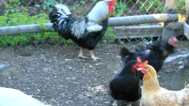 Boerderij dieren — Stockvideo