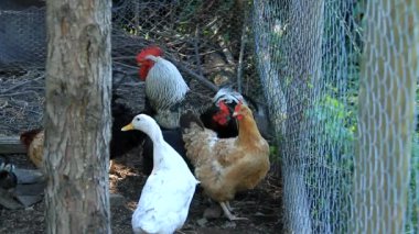 çiftlik hayvanları