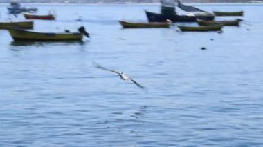 hayvanlar ve kuşlar Harbour