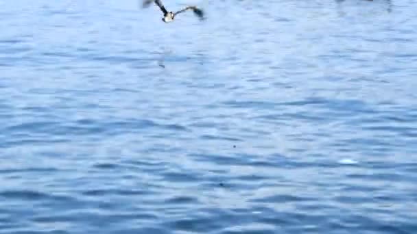 Animals and birds in harbour — Stock Video