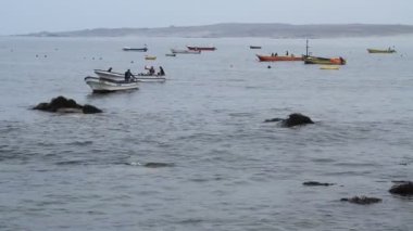 hayvanlar ve kuşlar Harbour